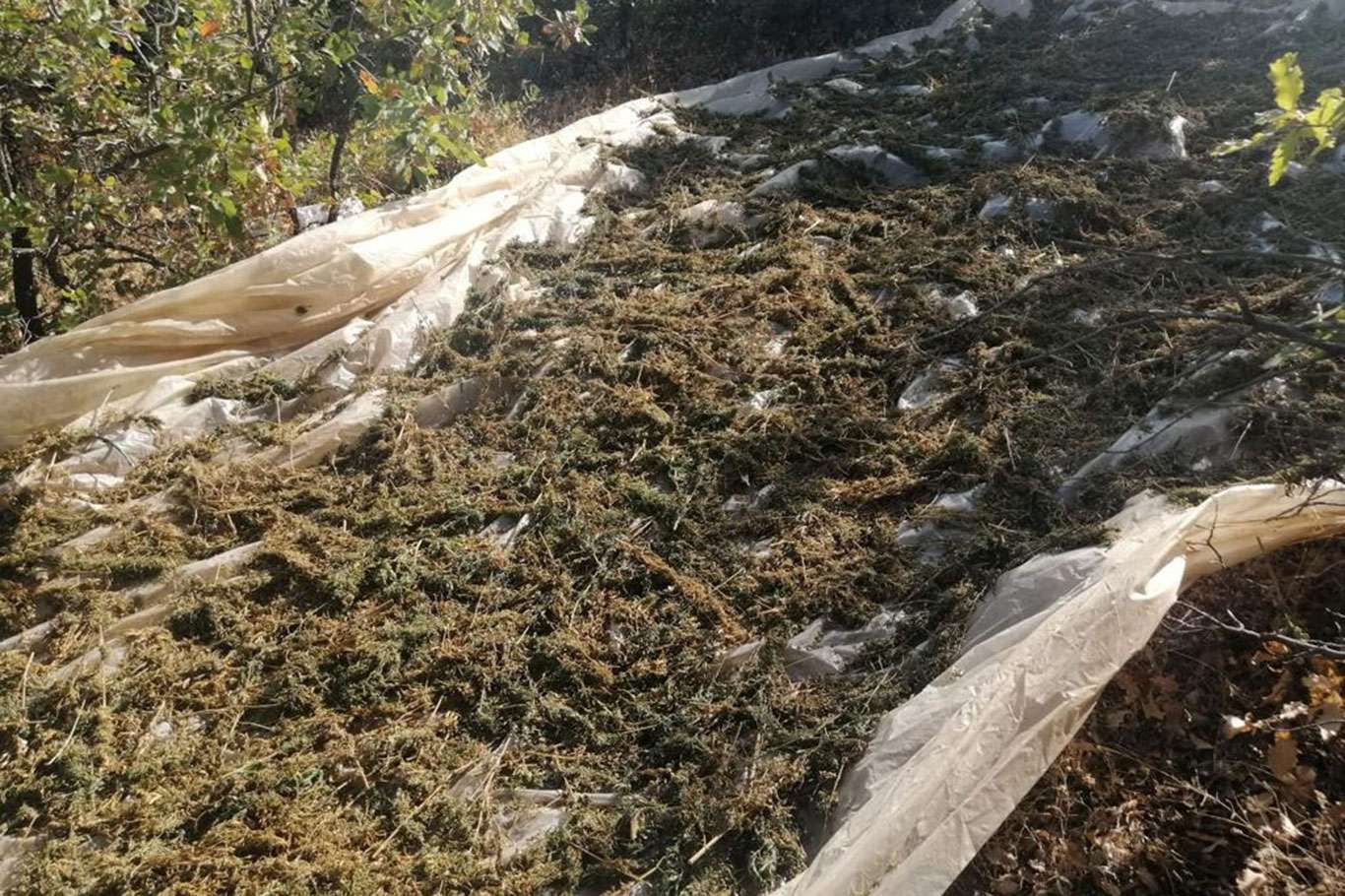 Diyarbakır'da bir ton esrar maddesi ile 247 bin kök kenevir bitkisi ele geçirildi